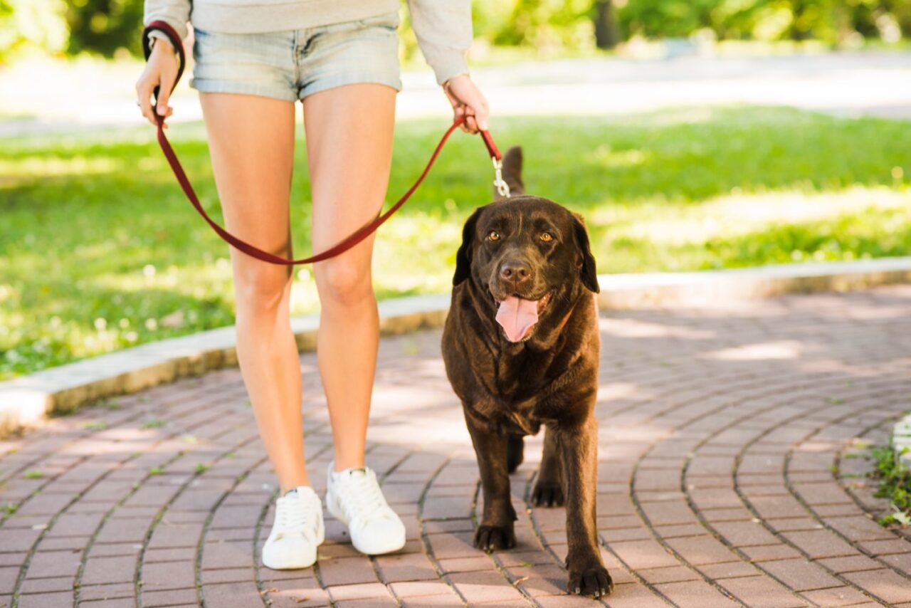 Promeneur tenant une laisse pour chien mains libres lors d’une balade en plein air.
